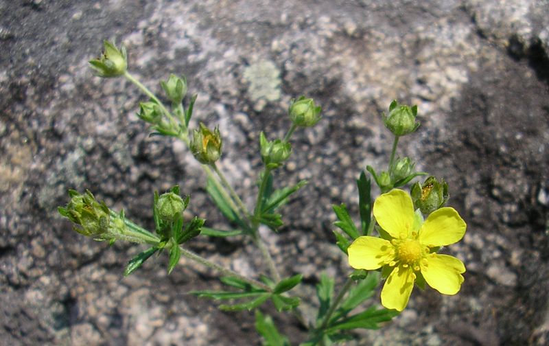 Изображение особи Potentilla argentea.