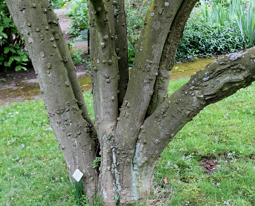 Image of Zanthoxylum armatum specimen.