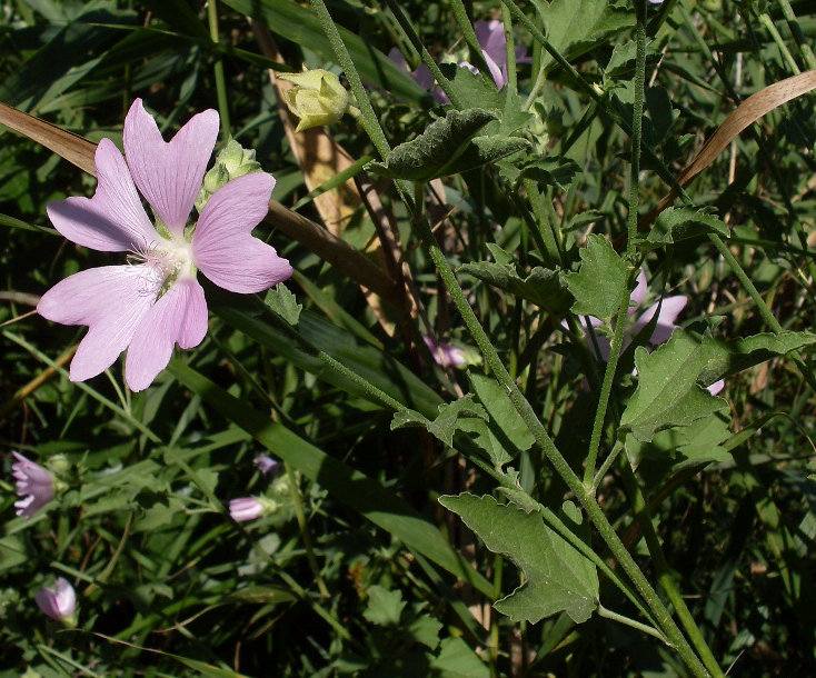 Image of Malva thuringiaca specimen.