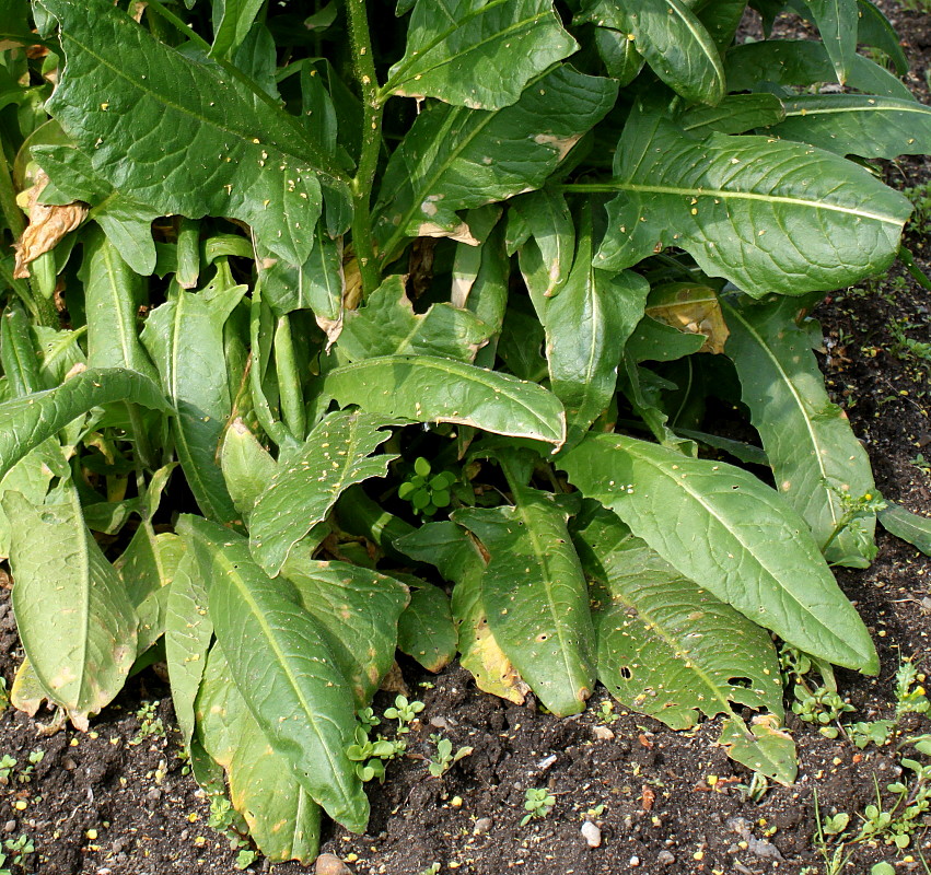 Image of Bunias orientalis specimen.