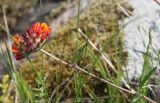 Anthyllis vulneraria. Верхушка цветущего растения. Эстония, национальный парк Matsalu, альварный луг. 21.06.2013.