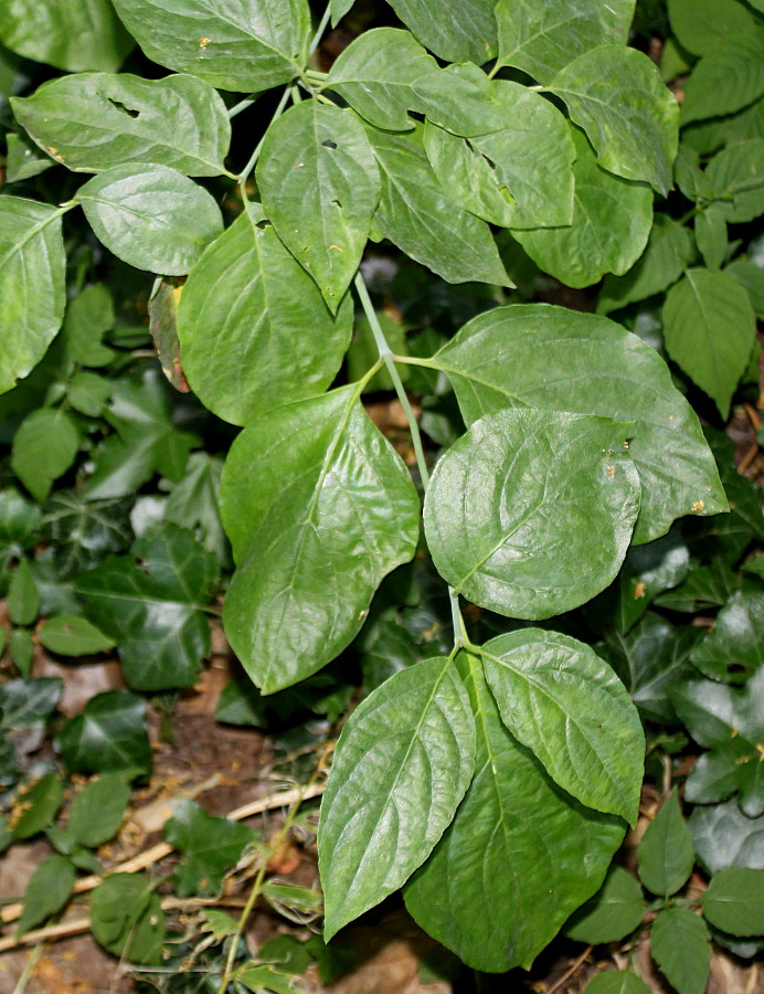 Image of Cynoxylon nuttallii specimen.