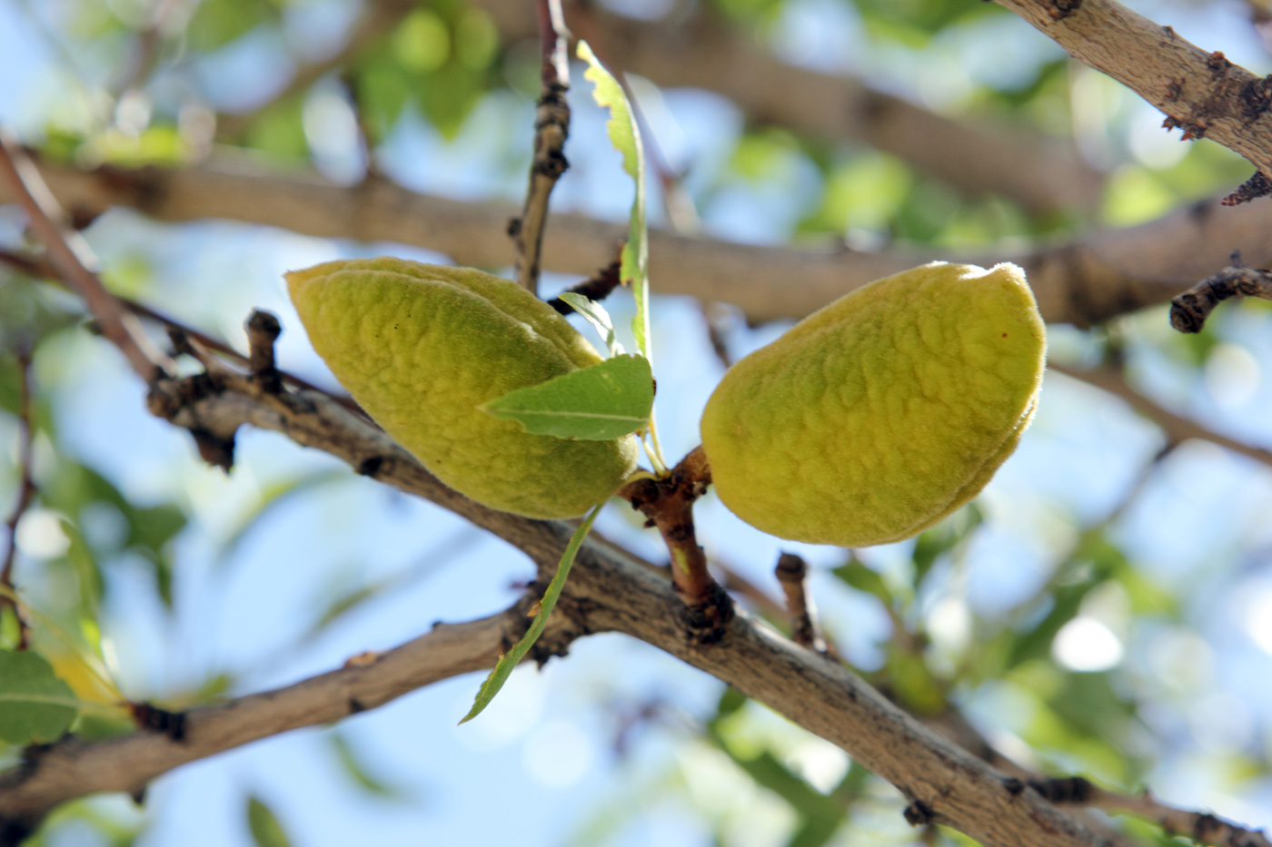 Изображение особи Amygdalus communis.