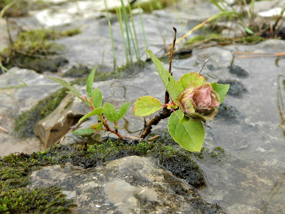 Image of genus Salix specimen.