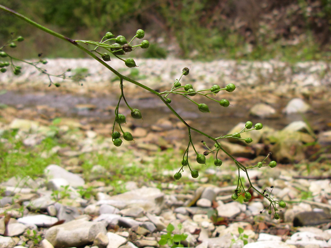 Image of Scrophularia nodosa specimen.