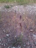 View full-size image Plantago salsa