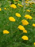 Achillea filipendulina