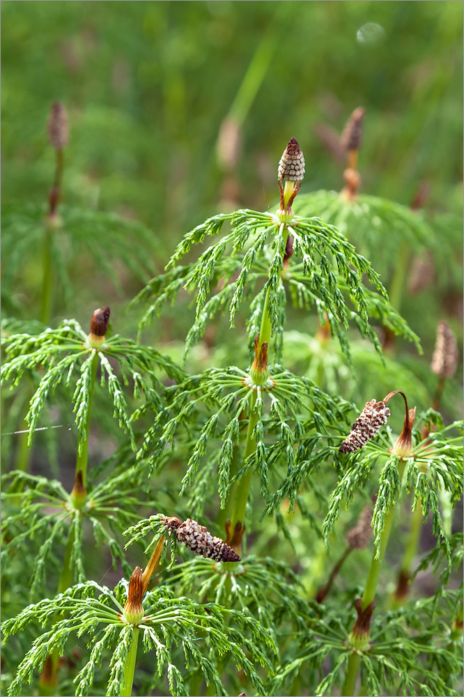 Image of Equisetum sylvaticum specimen.