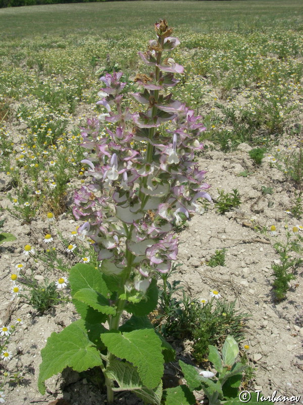 Image of Salvia sclarea specimen.