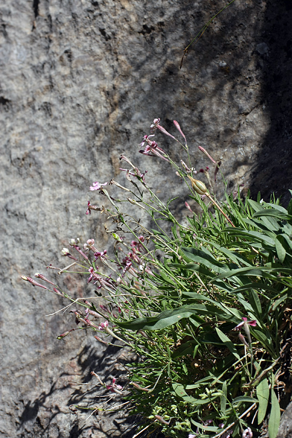 Image of Silene kuschakewiczii specimen.