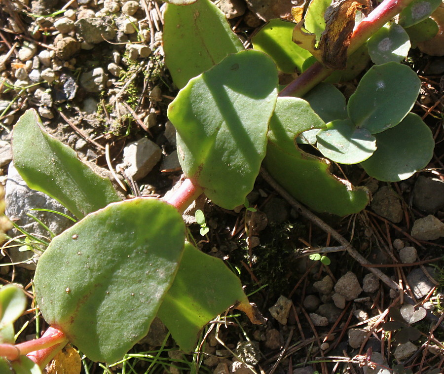 Image of genus Hylotelephium specimen.