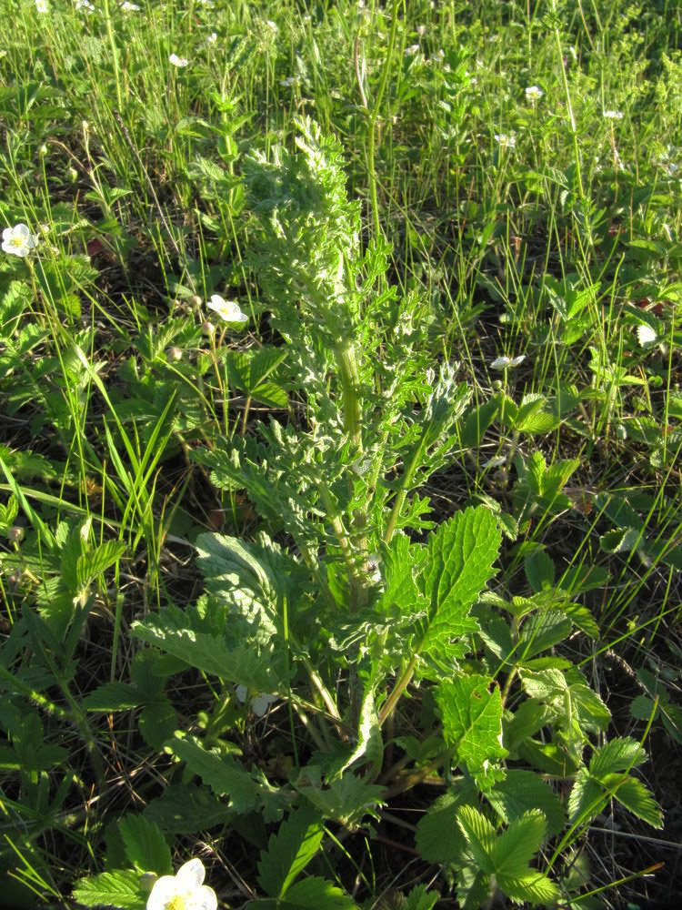 Изображение особи Senecio jacobaea.