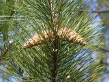 Pinus pallasiana. Часть побега с шишками. Крым, окр. Бахчисарая. 19 февраля 2011 г.