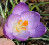 Crocus tommasinianus. Цветок ('Lilac Beauty'). Германия, г. Дюссельдорф, Ботанический сад университета. 02.03.2014.