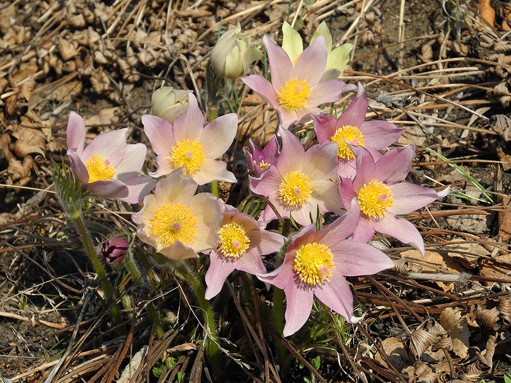 Image of Pulsatilla patens specimen.