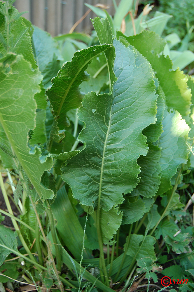 Image of Armoracia rusticana specimen.