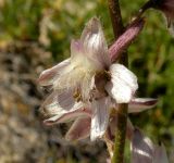 Delphinium ithaburense