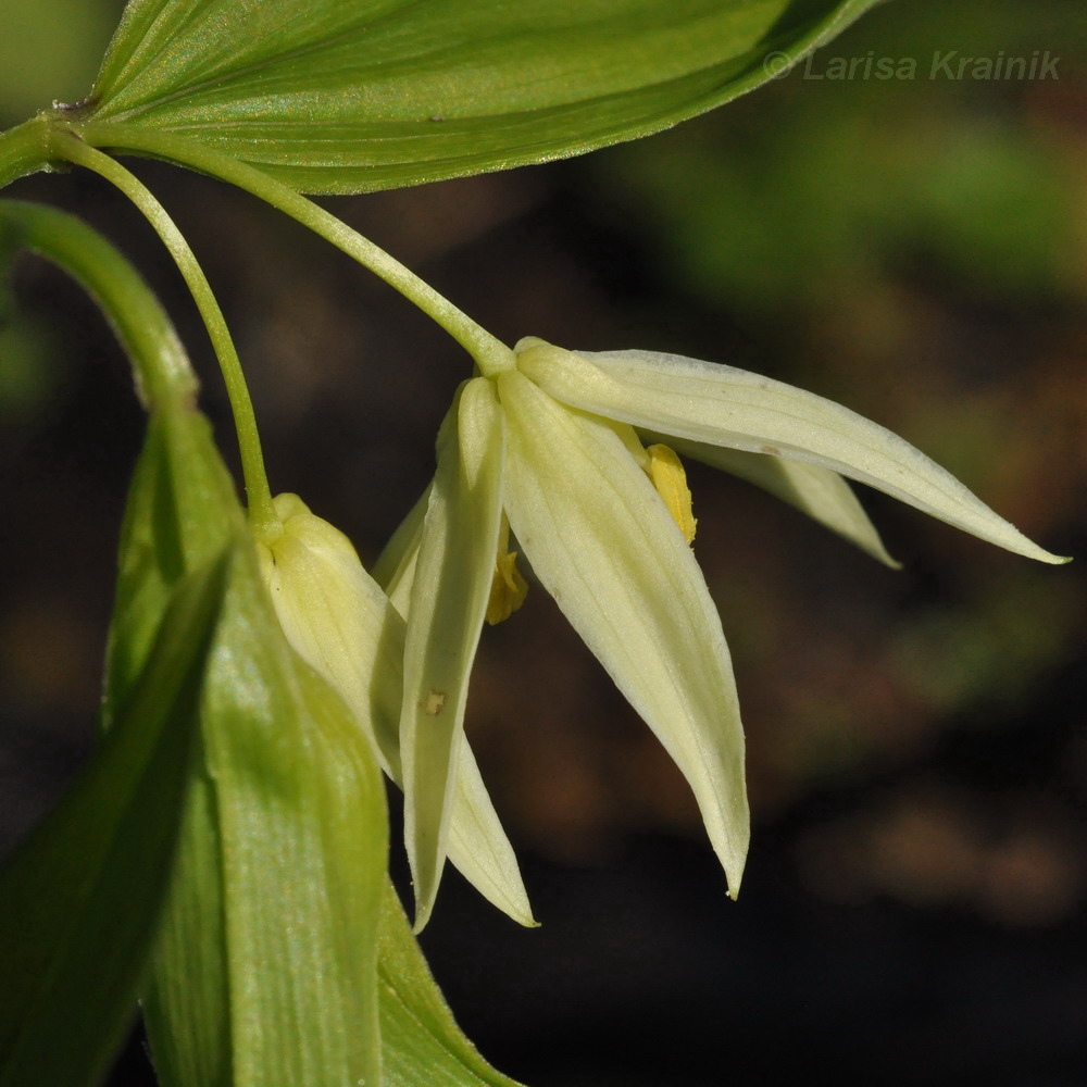 Image of Disporum smilacinum specimen.