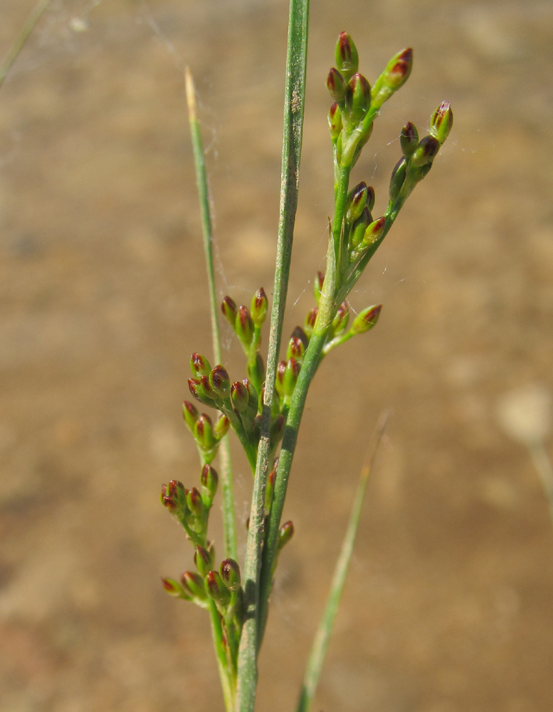 Image of Juncus gerardi specimen.