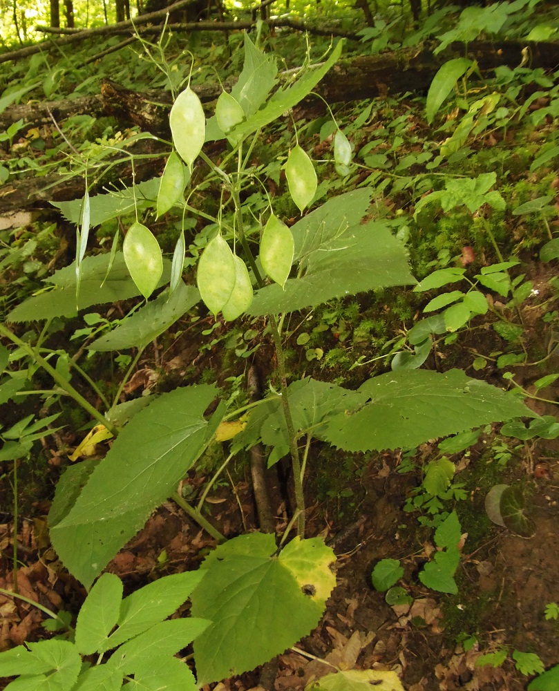 Изображение особи Lunaria rediviva.