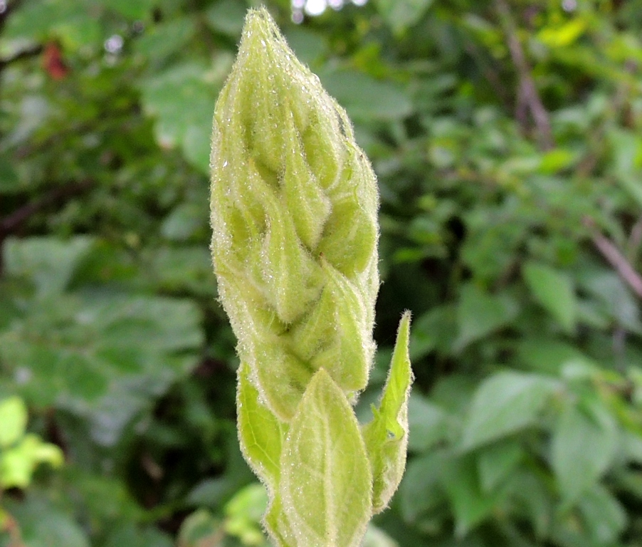 Image of Verbascum thapsus specimen.