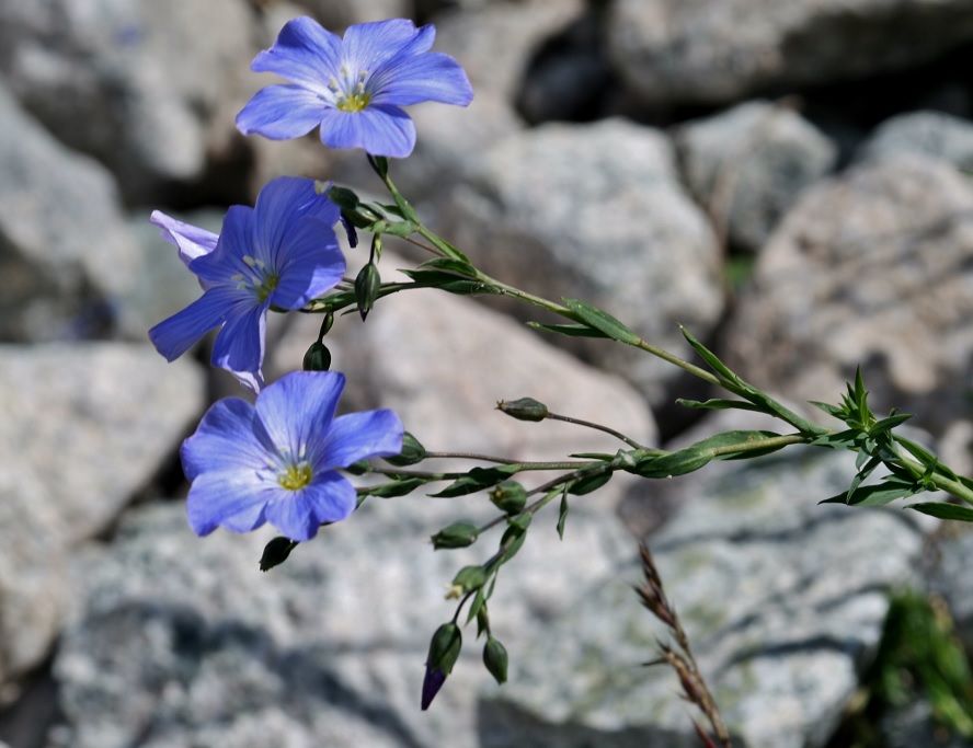 Изображение особи род Linum.