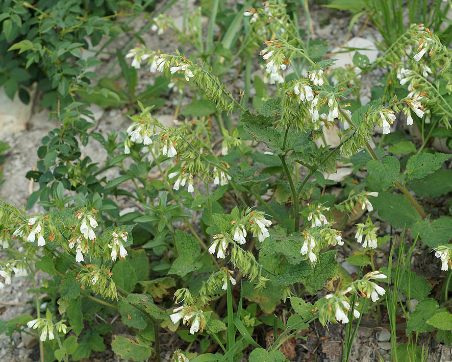 Image of Symphytum tauricum specimen.