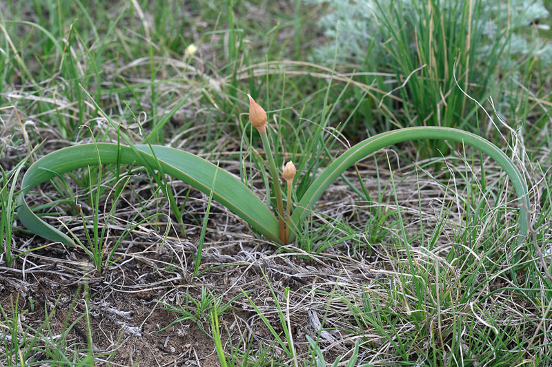 Image of Allium tulipifolium specimen.