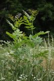 Fraxinus excelsior