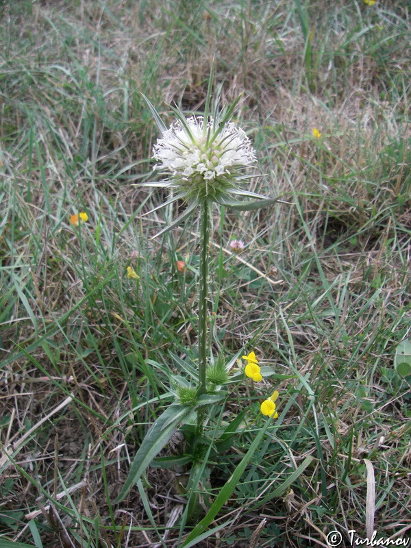 Изображение особи Dipsacus laciniatus.