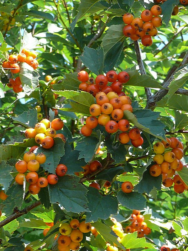 Image of Crataegus chlorocarpa specimen.