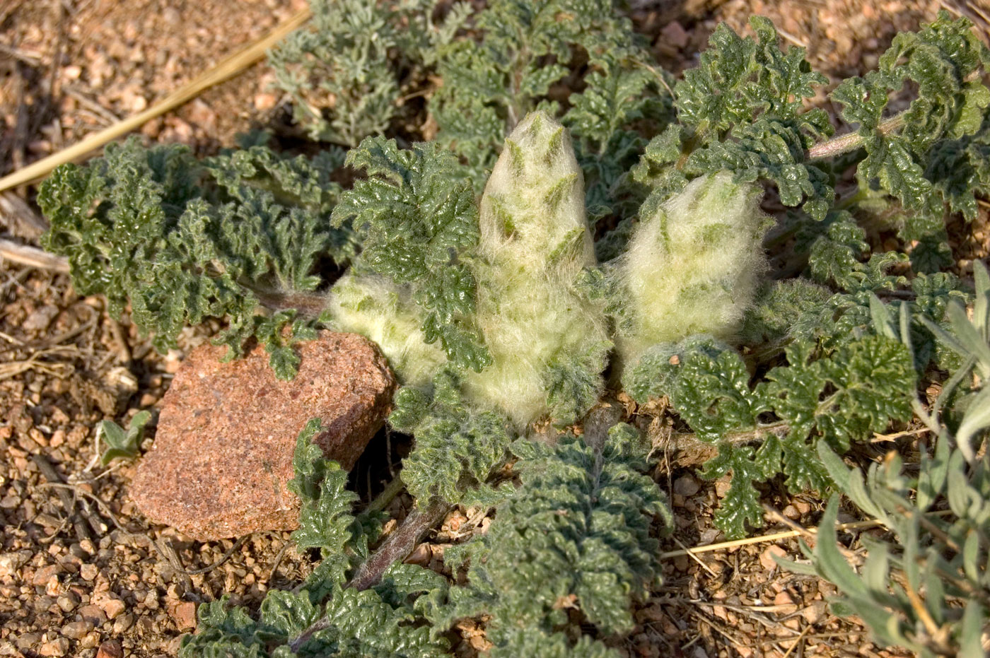 Image of Phlomoides speciosa specimen.