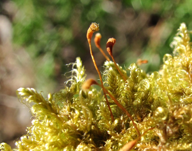 Image of Sanionia uncinata specimen.