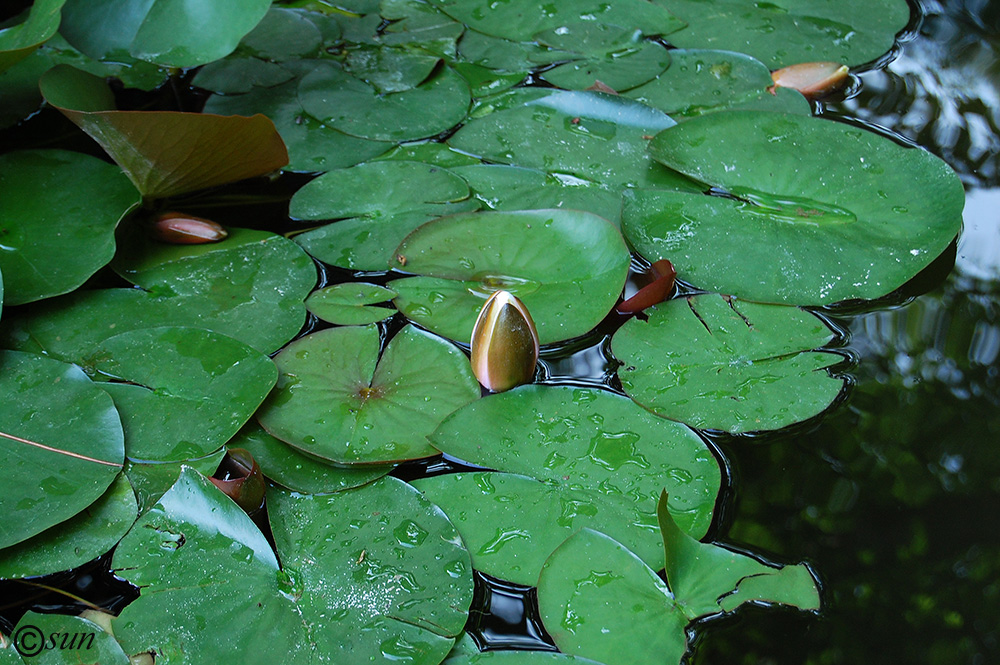 Image of Nymphaea &times; marliacea specimen.