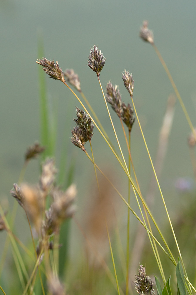 Изображение особи Sesleria caerulea.