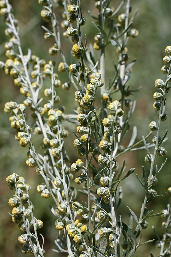 Image of Artemisia absinthium specimen.