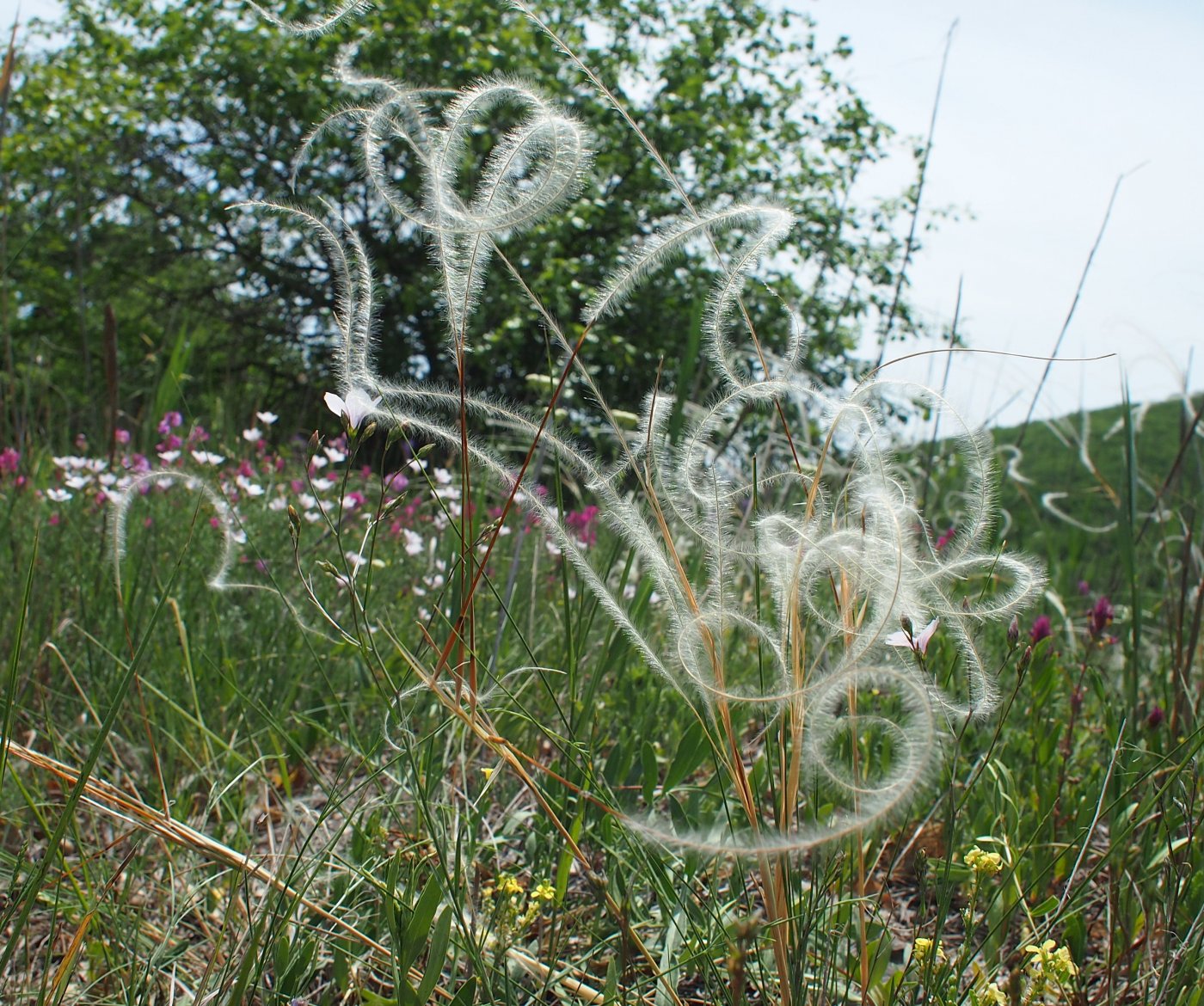 Image of genus Stipa specimen.