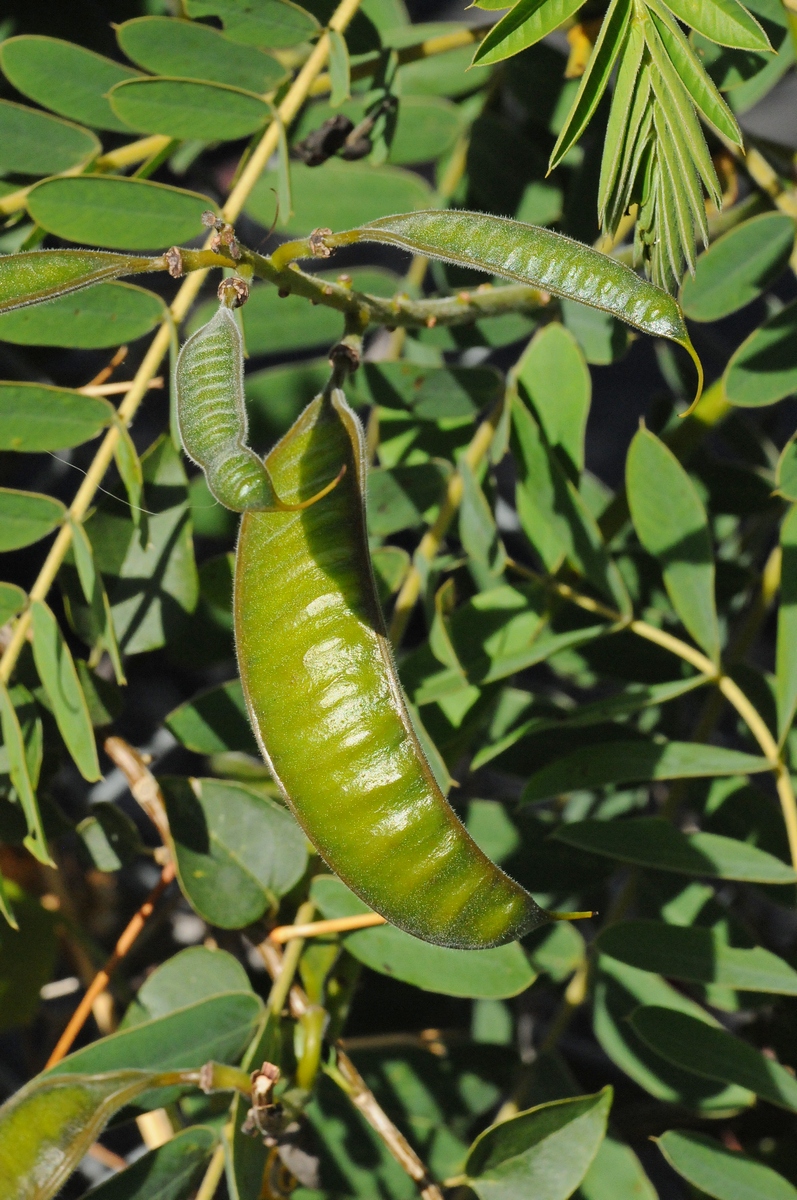 Image of Senna didymobotrya specimen.