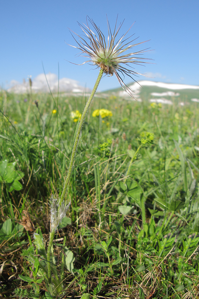 Изображение особи Pulsatilla violacea.