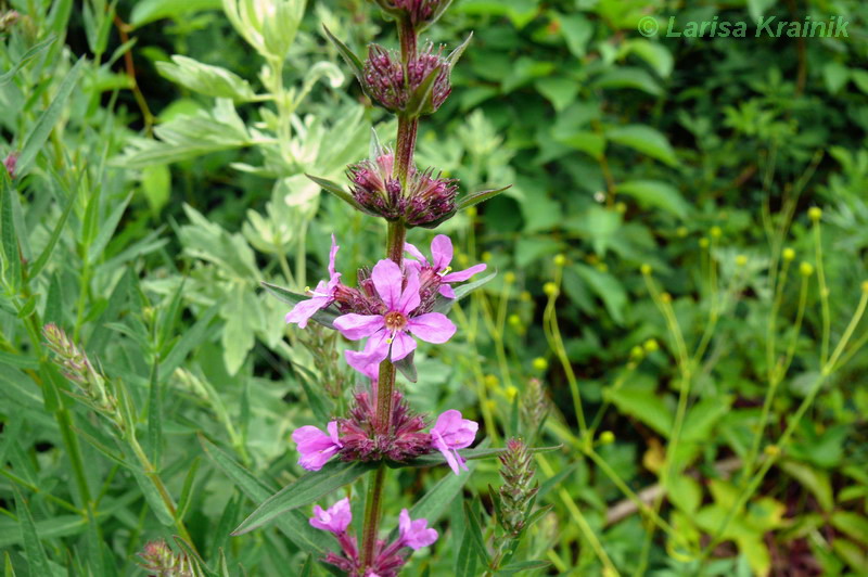 Image of Lythrum salicaria specimen.