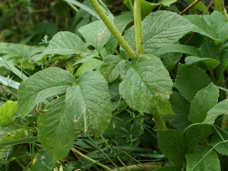 Image of Chaerophyllum aromaticum specimen.