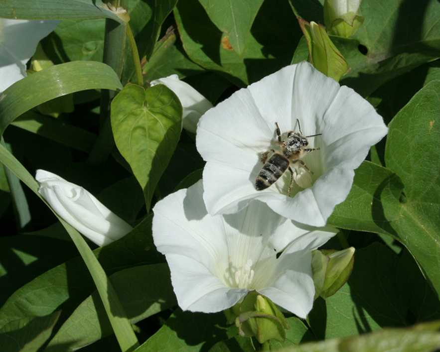 Изображение особи Calystegia sepium.