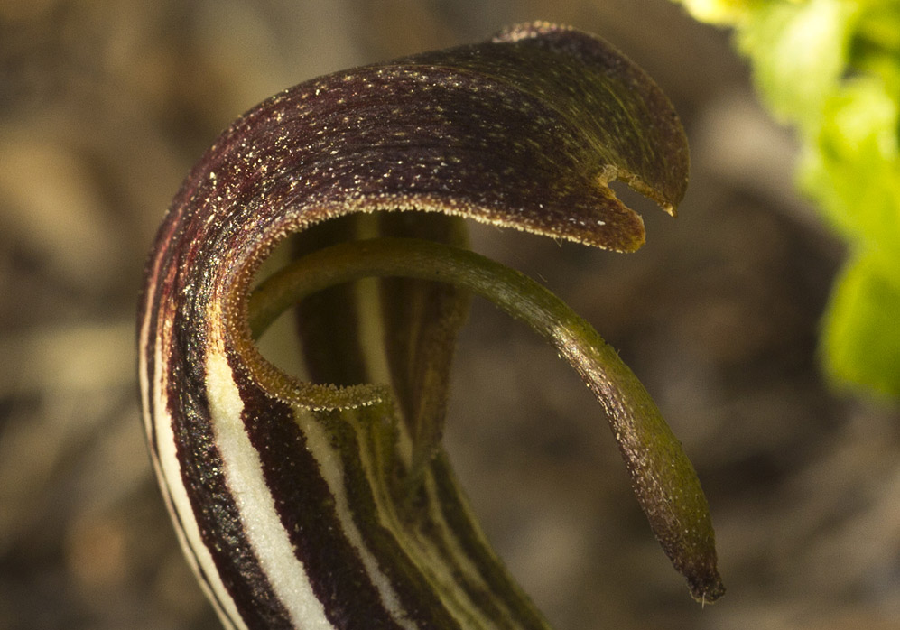 Изображение особи Arisarum vulgare.