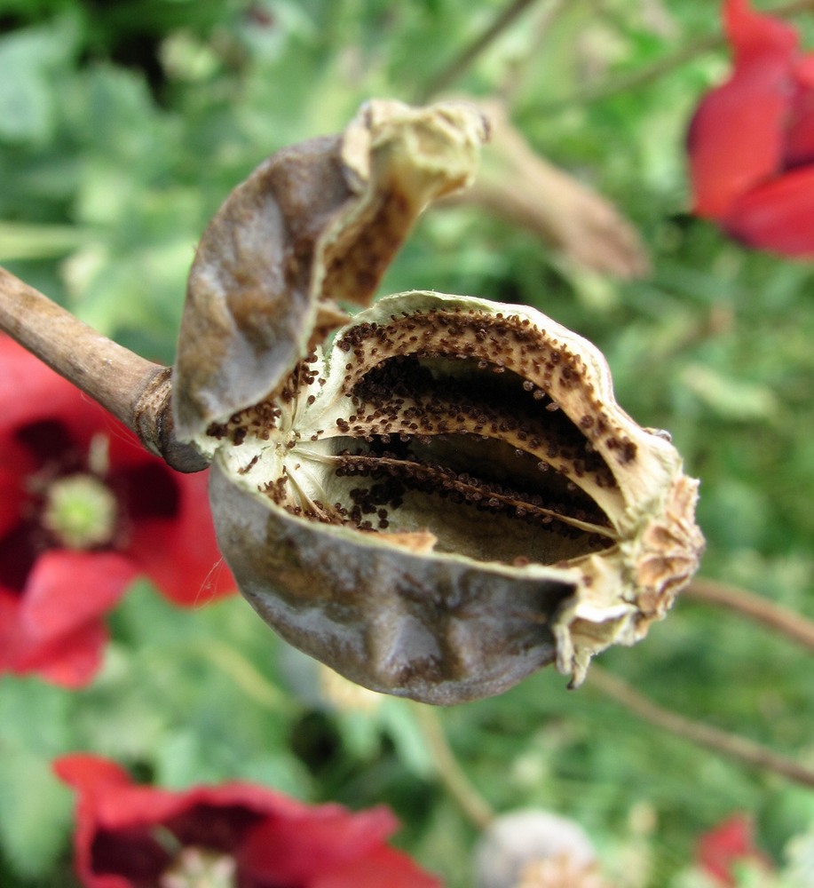 Изображение особи Papaver somniferum.