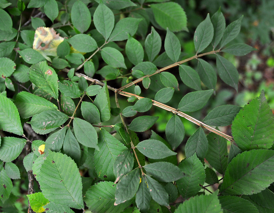 Image of Euonymus sacrosanctus specimen.