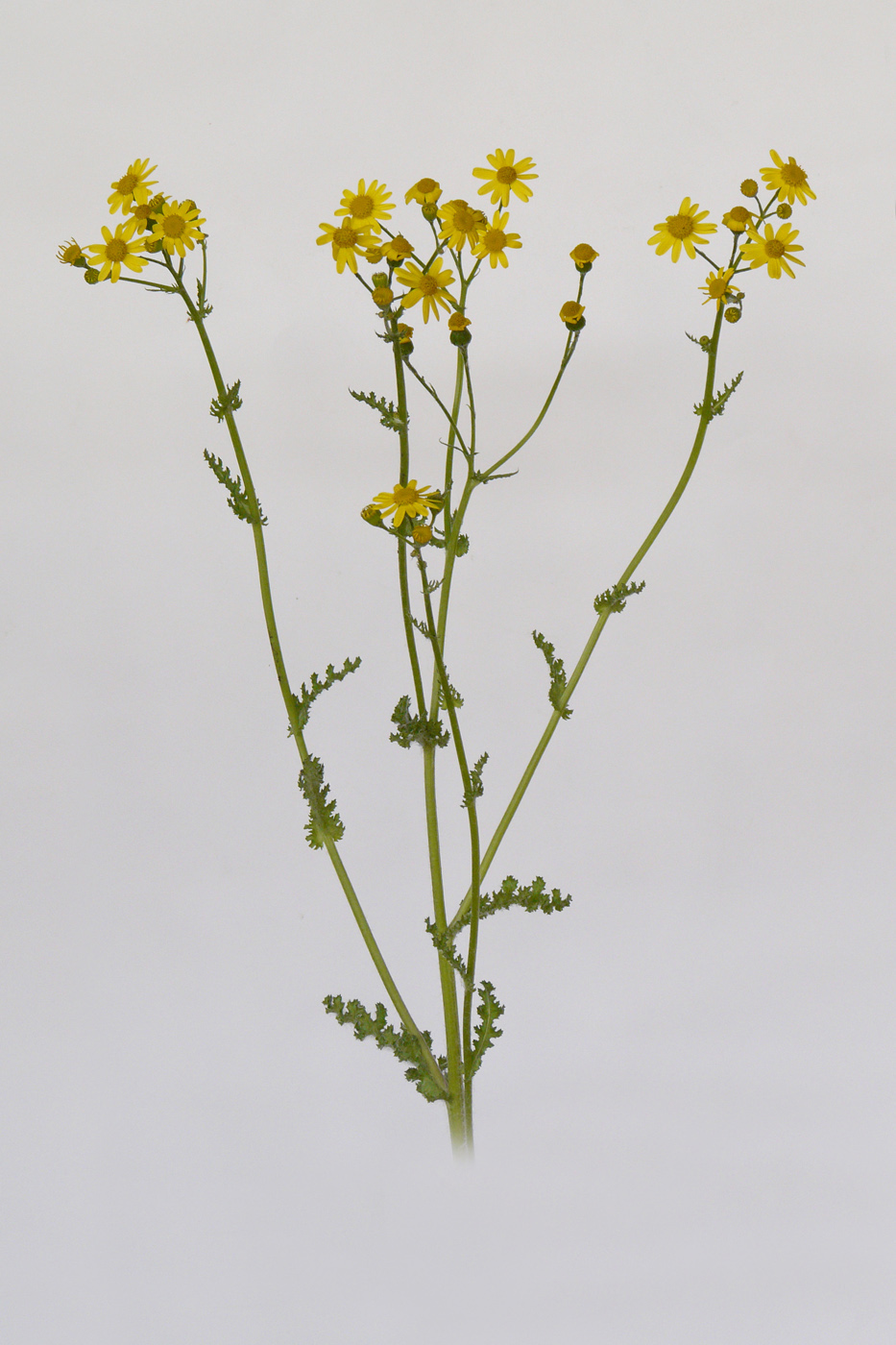 Изображение особи Senecio vernalis.