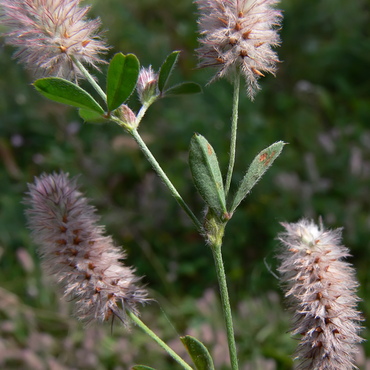 Изображение особи Trifolium arvense.