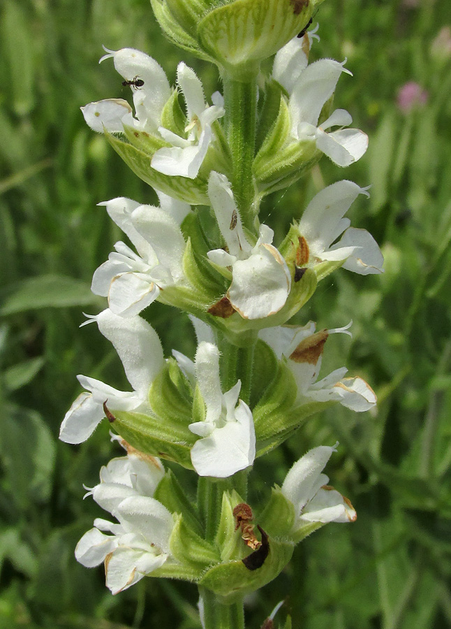 Image of Salvia tesquicola specimen.