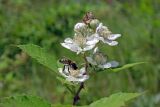 Rubus sanctus. Верхушка цветущего побега с кормящейся пчелой. Республика Адыгея, г. Майкоп, восточная окраина города, пустырь. 11.06.2016.