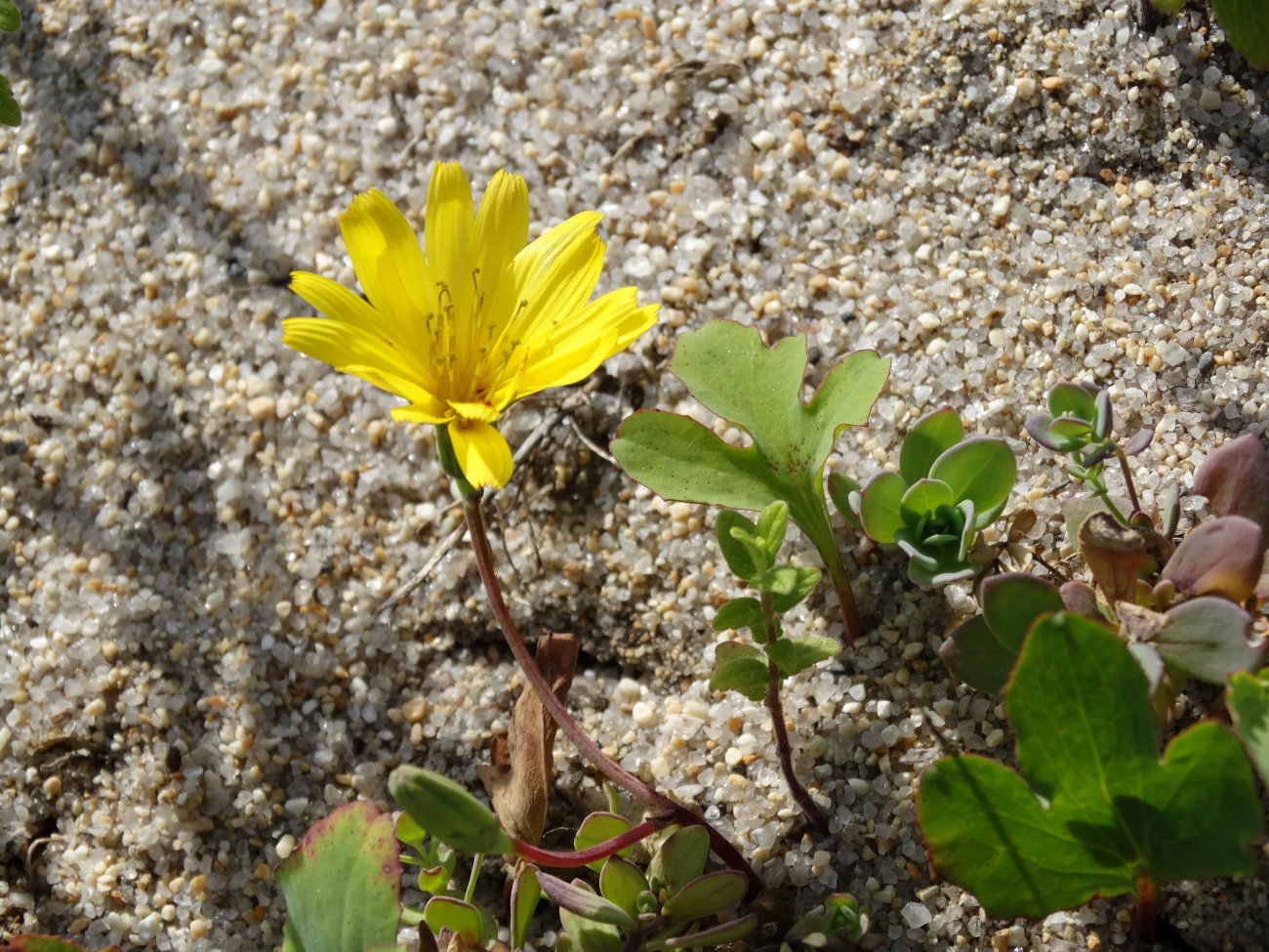 Image of Chorisis repens specimen.